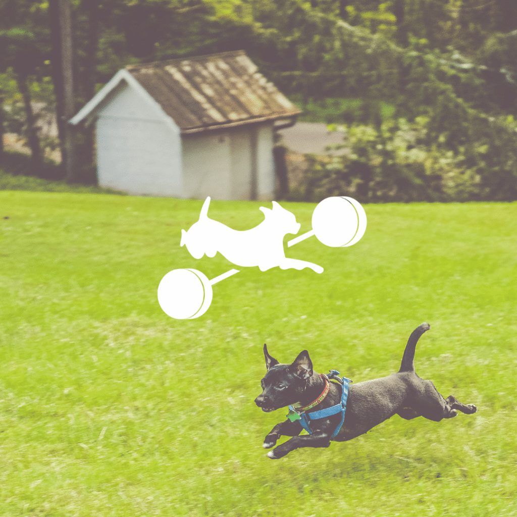 A black dog wearing a blue harness runs energetically across a grassy field, with a small white shed in the background. Above the running dog, Moonlit Media’s white graphic of a dog jumping over a barbell is superimposed.