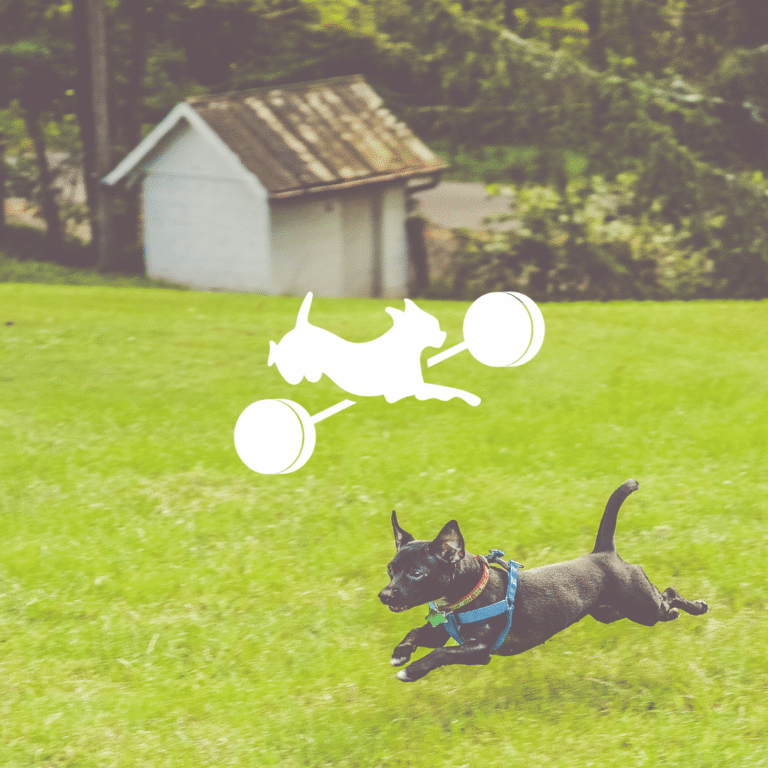 A black dog wearing a blue harness runs energetically across a grassy field, with a small white shed in the background. Above the running dog, Moonlit Media’s white graphic of a dog jumping over a barbell is superimposed.