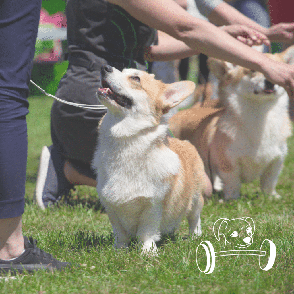 A Corgi on a leash stands attentively on grass during a dog show, with people and another dog nearby. A cartoon dog and barbell graphic in the corner highlights custom logo design for web designer events.