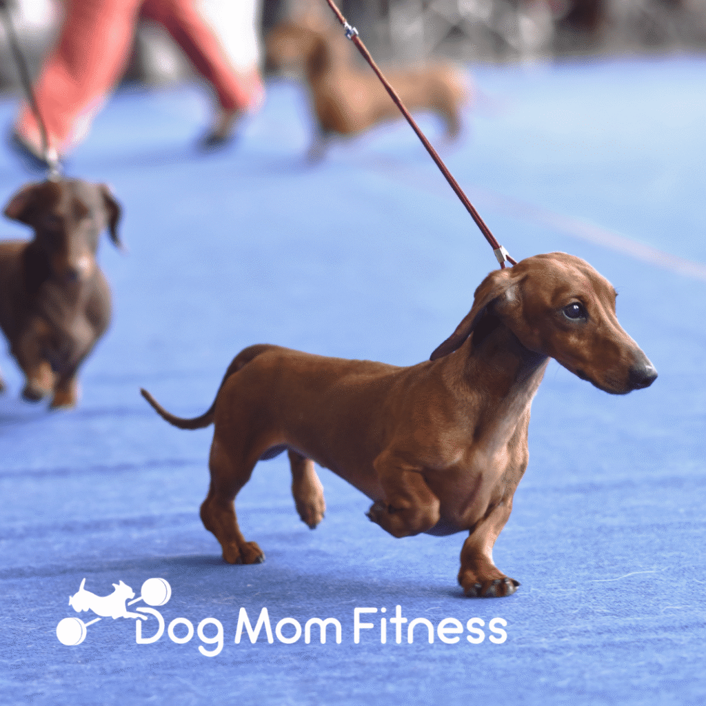 A dachshund on a leash walks on a blue floor, with other dachshunds and people in the background. The text Dog Mom Fitness and a custom logo design featuring a dog with a dumbbell are overlayed at the bottom.