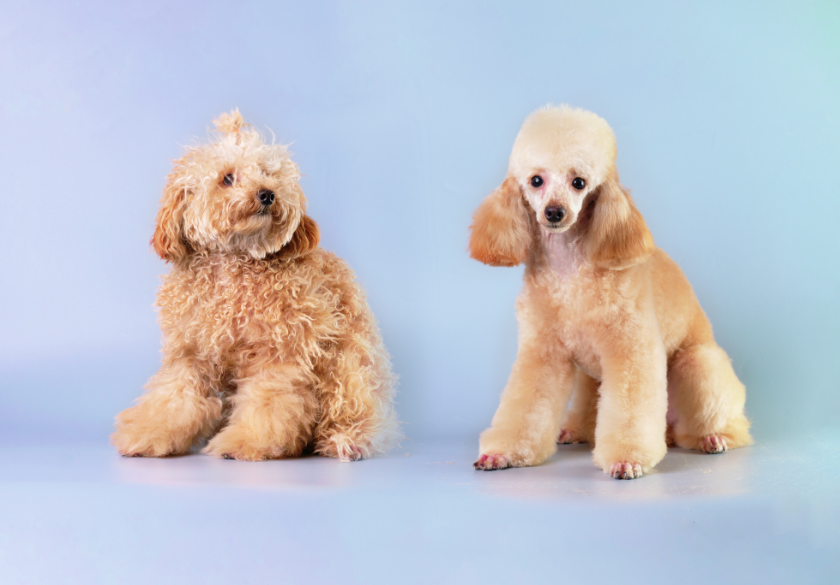 Two poodles sit side by side against a light blue background; the left dog has a curly, untrimmed coat, while the right dog has a neatly groomed, short haircut—an adorable example of before-and-after photos often featured on pet grooming websites.